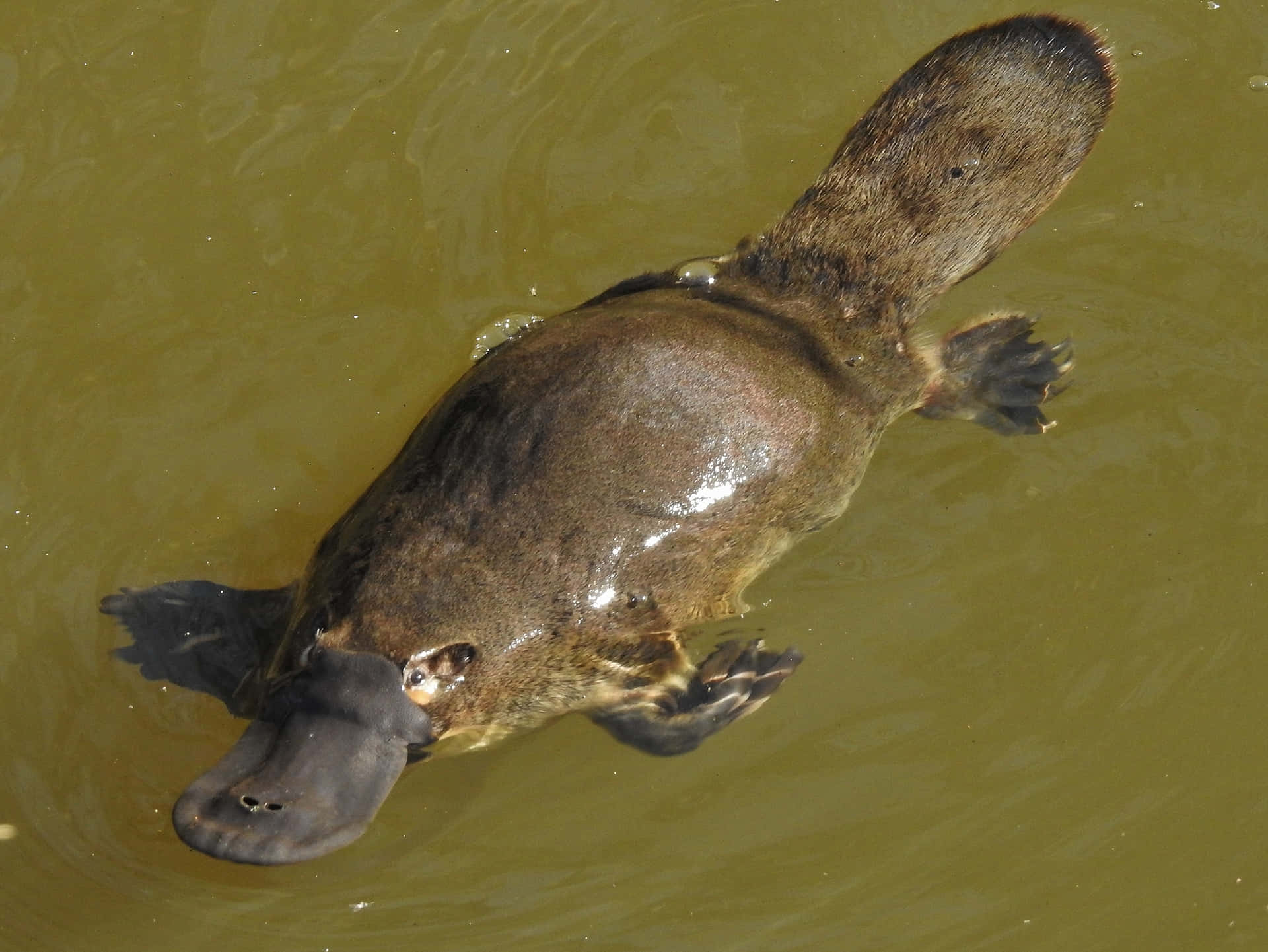 Svømmende Platypus Villmark Bakgrunnsbildet