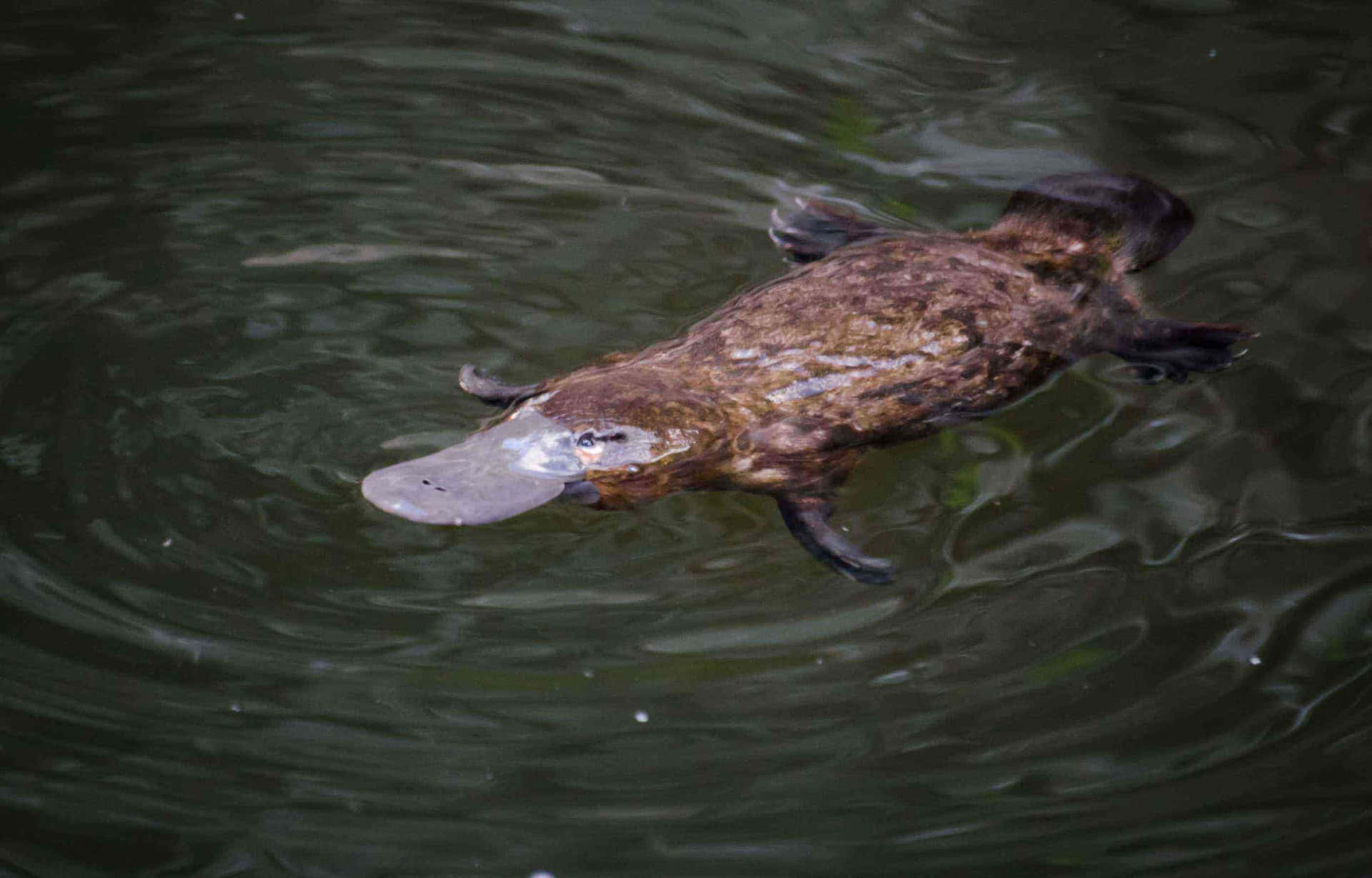 Svømmende Platypus Villmark Bakgrunnsbildet