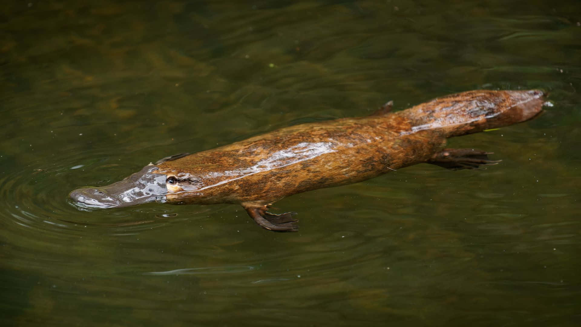 Svømmende Platypus I Naturlig Habitat Bakgrunnsbildet