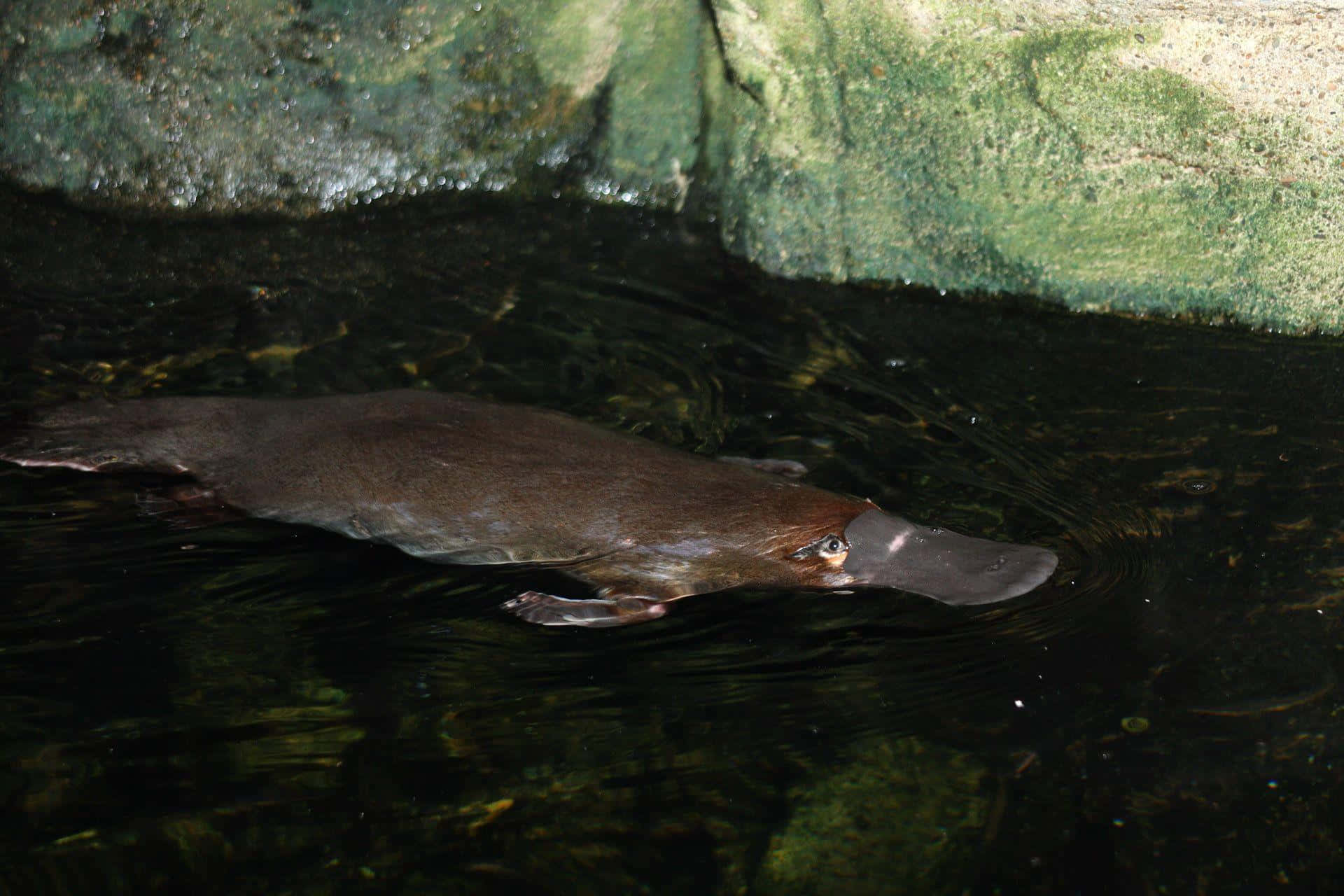 Svømmende Platypus I Naturlig Habitat Bakgrunnsbildet