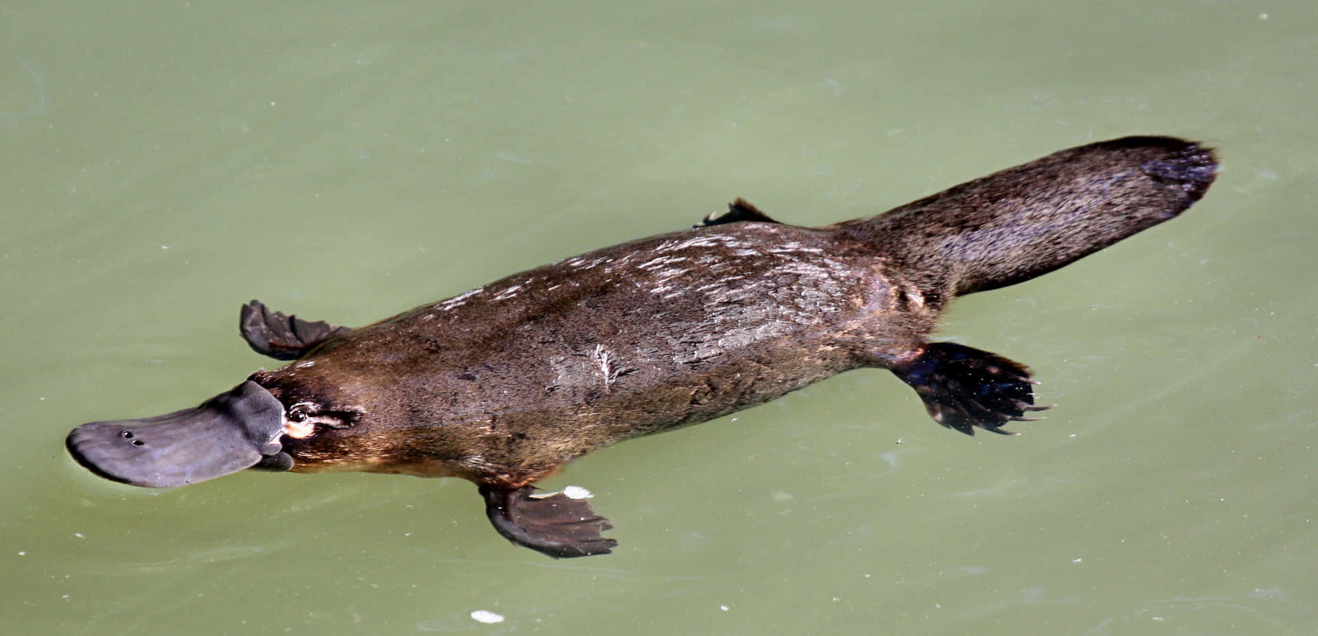 Svømmende Platypus I Vann.jpg Bakgrunnsbildet