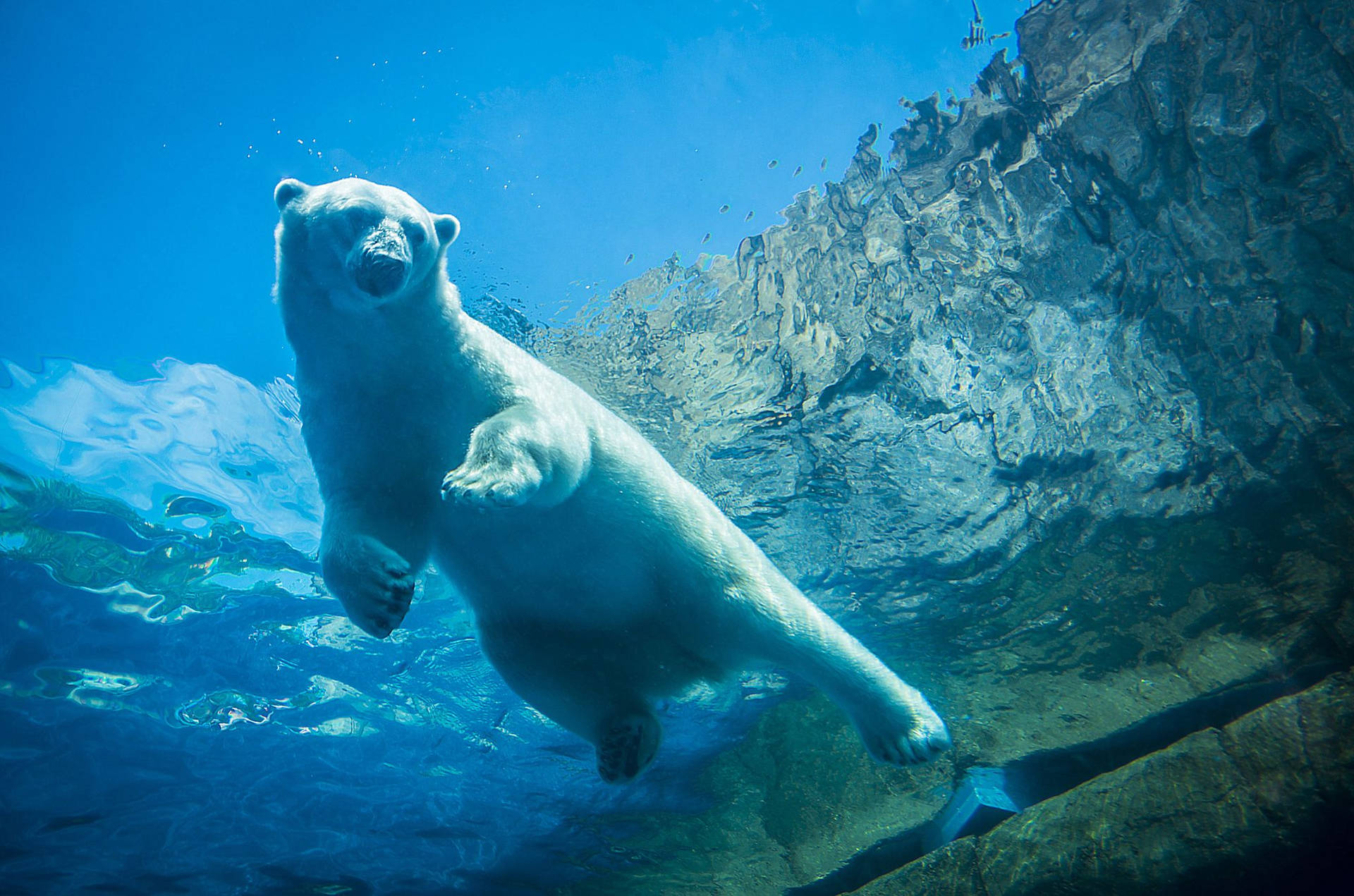 Swimming Polar Bear Underwater Photography Wallpaper