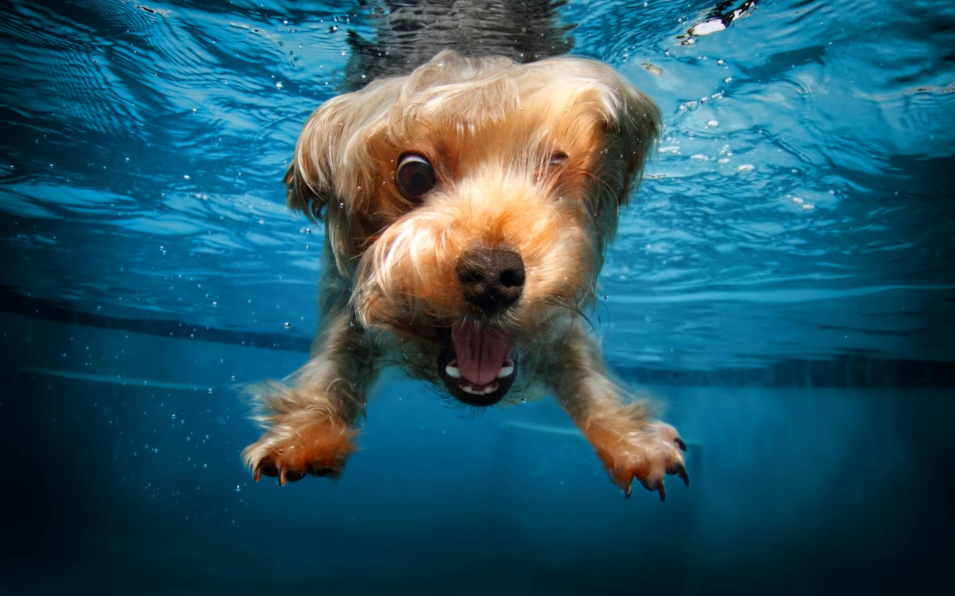 Swimming Puppy Underwater Photography Wallpaper