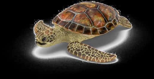 Swimming Sea Turtle Illustration PNG