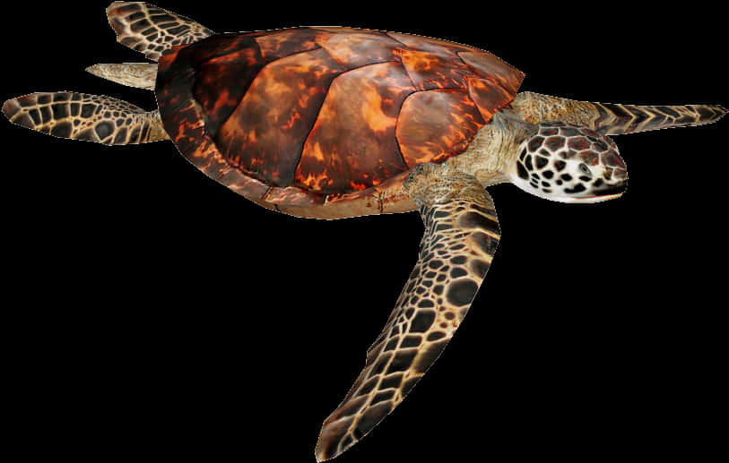 Swimming Sea Turtle Isolated PNG