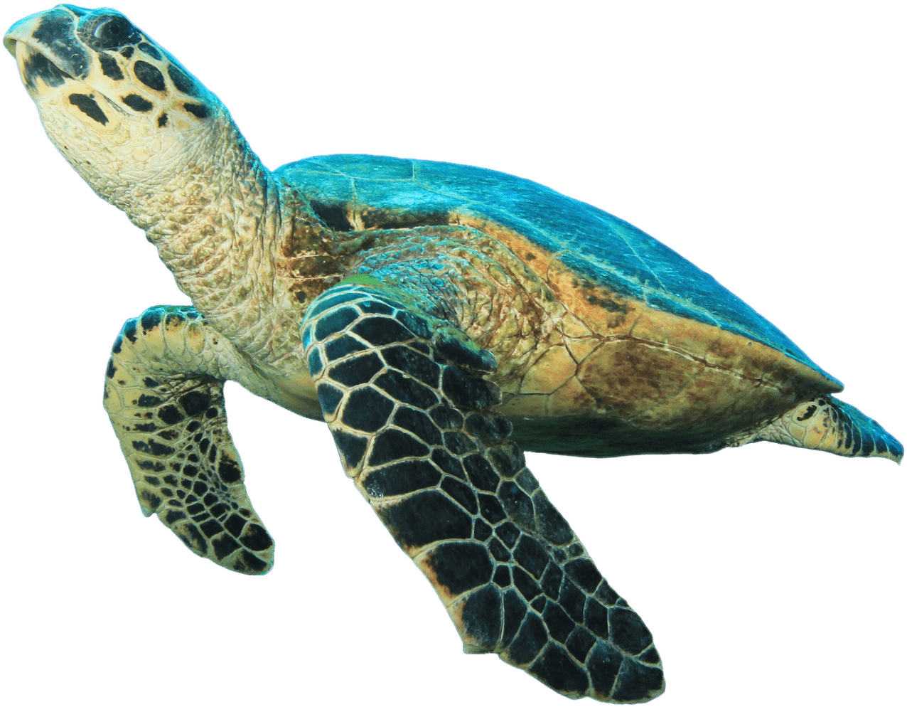 Swimming Sea Turtle Transparent Background PNG