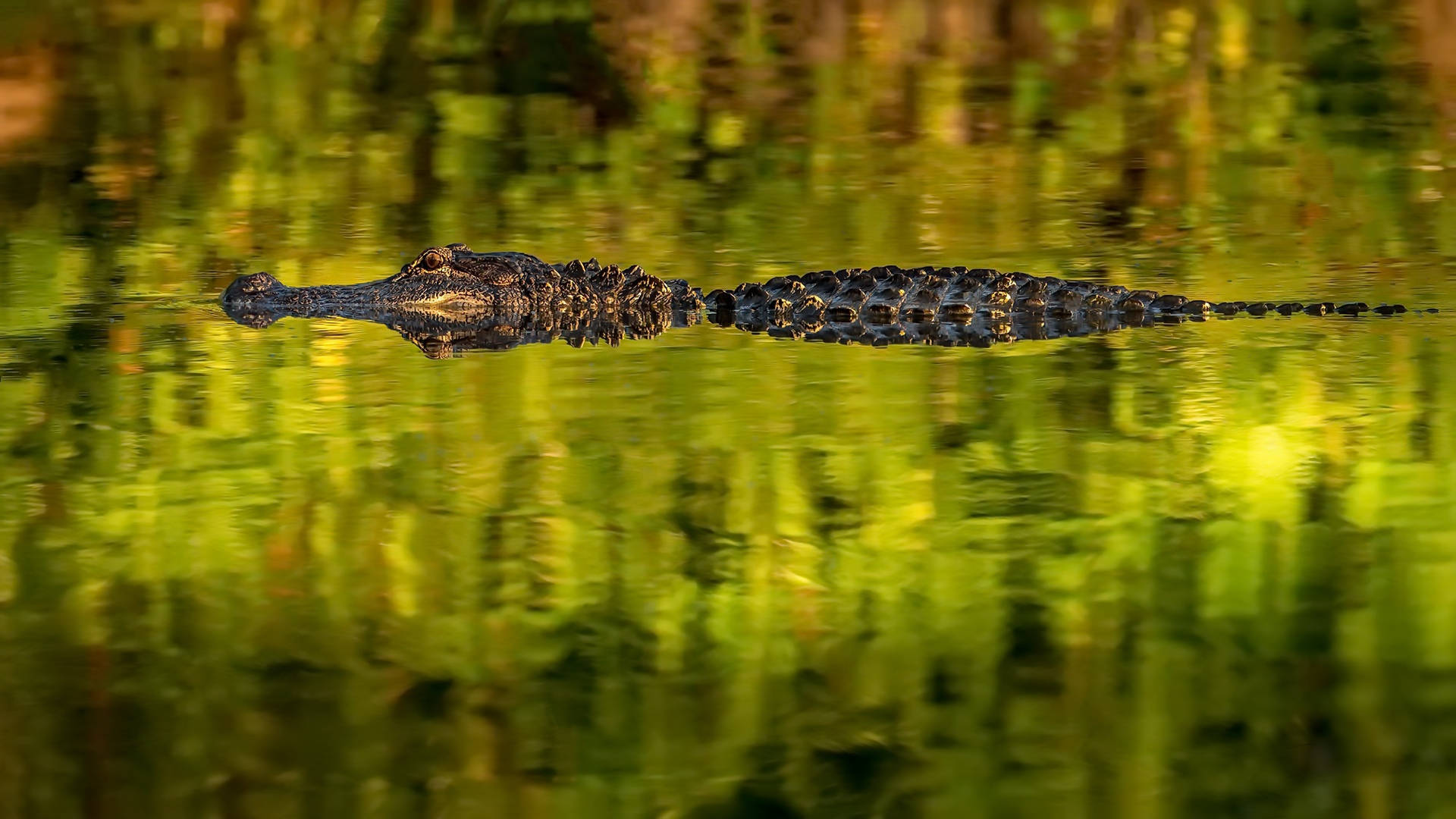 Alligatore Di Palude Che Nuota Sfondo