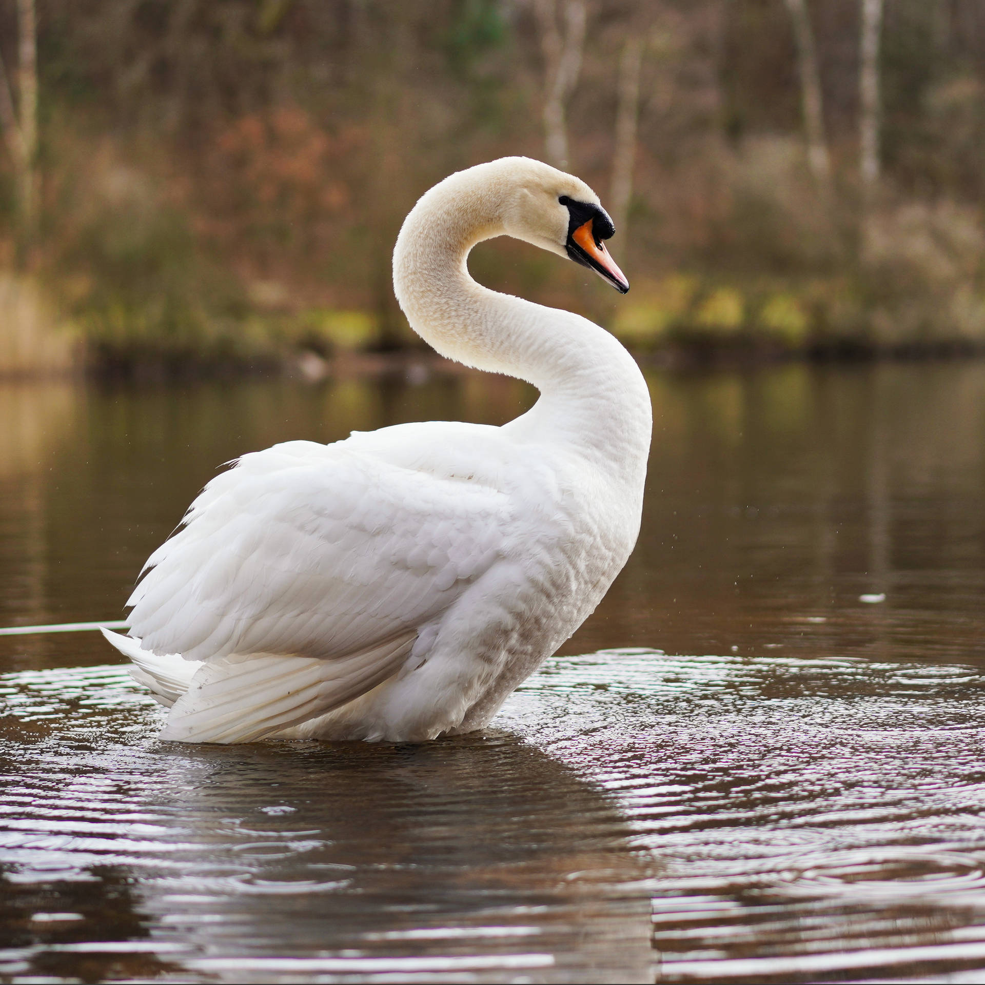 Swimming Swan Beautiful Birds