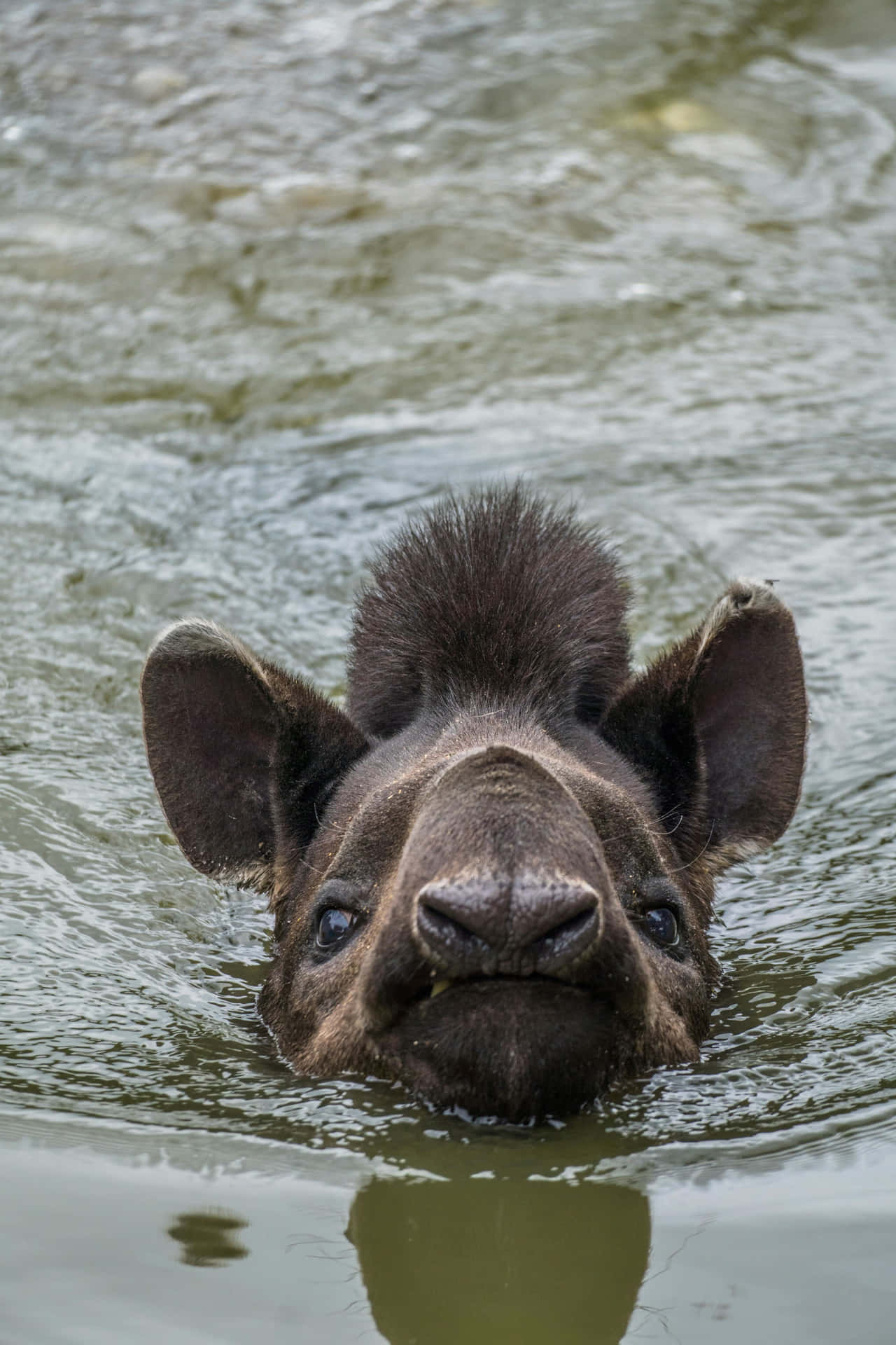 Swimming Tapir Headshot.jpg Wallpaper