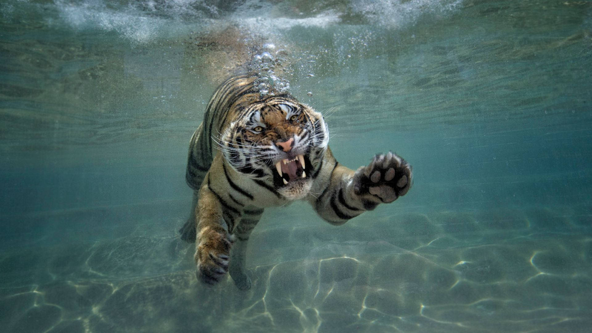 Swimming Tiger Underwater Photography Wallpaper