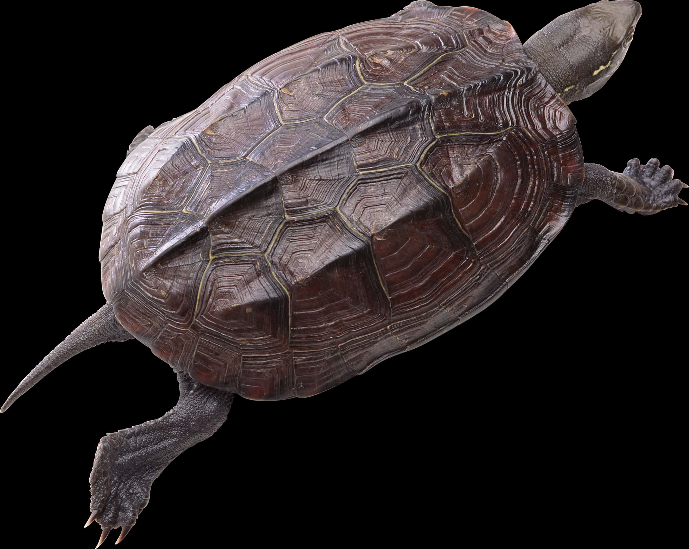 Swimming Turtle Isolatedon Black PNG