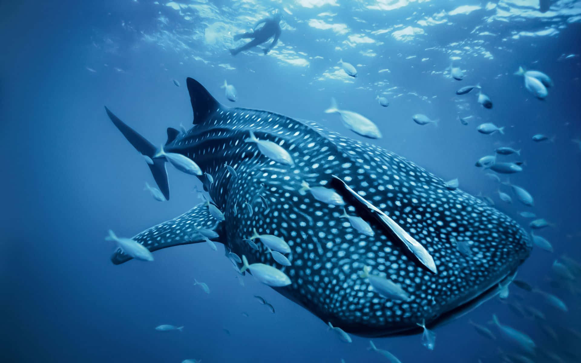 Swimming With Gentle Giants: A Majestic Whale Shark In Natural Habitat Wallpaper