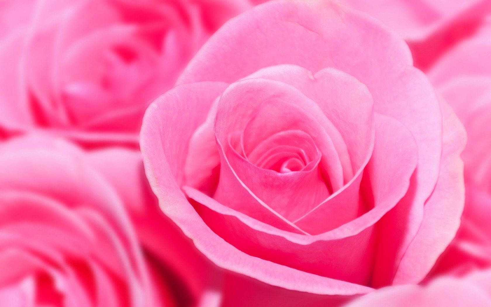 Swirled Pink Rose Flowers Wallpaper