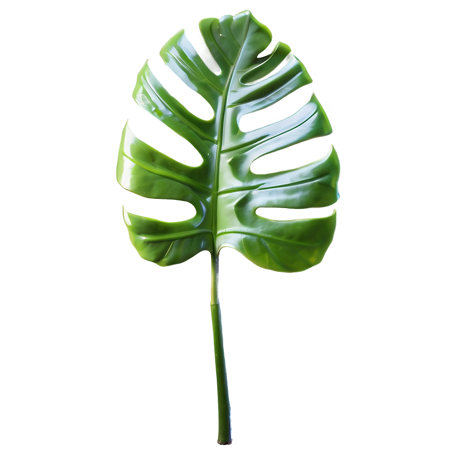 Swirling Monstera Leaf Png Qtw57 PNG