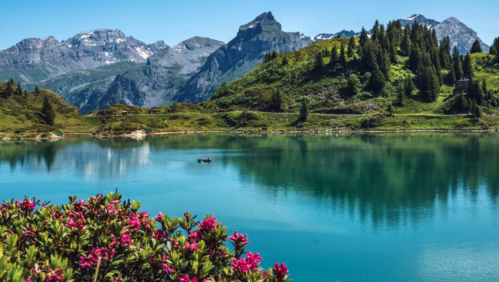 Floresde Los Alpes Suizos Fondo de pantalla