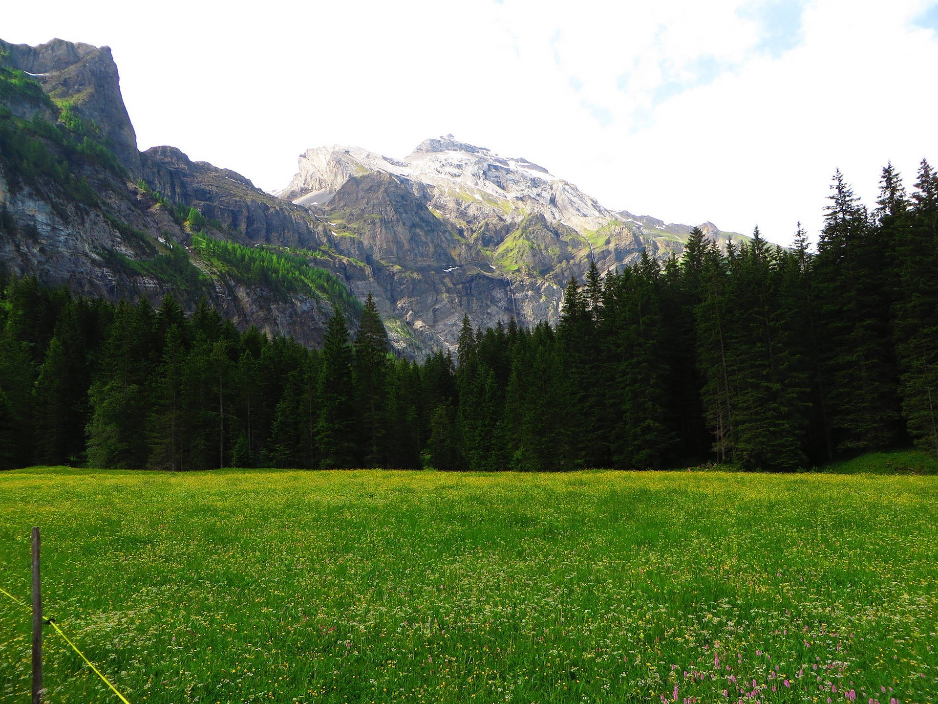 Prato Verde Delle Alpi Svizzere Sfondo