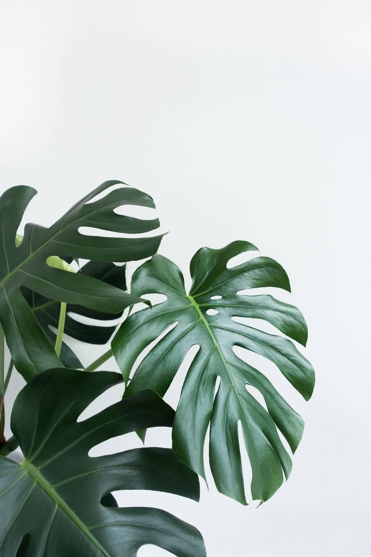 Swiss Cheese Plant Green And White Aesthetic Wallpaper