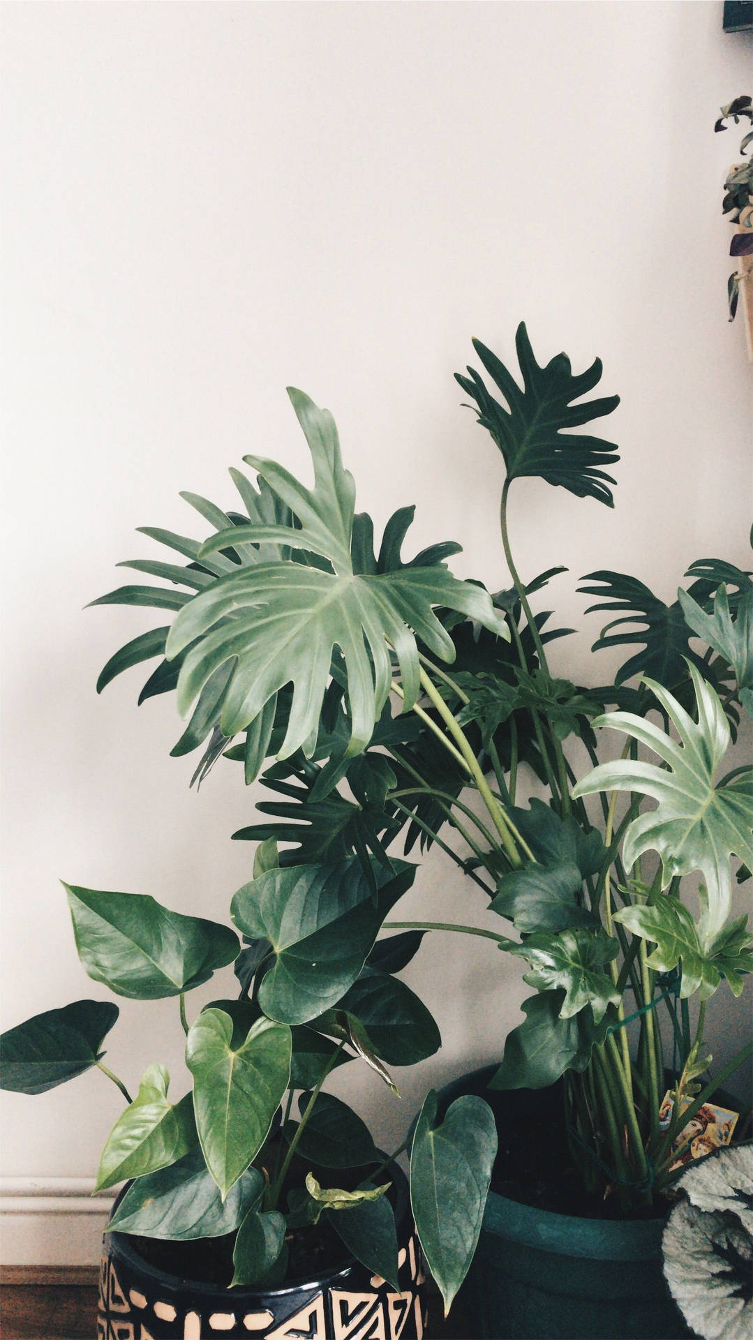 Danskostplanter og forskellige indendørs planter Tapet Wallpaper