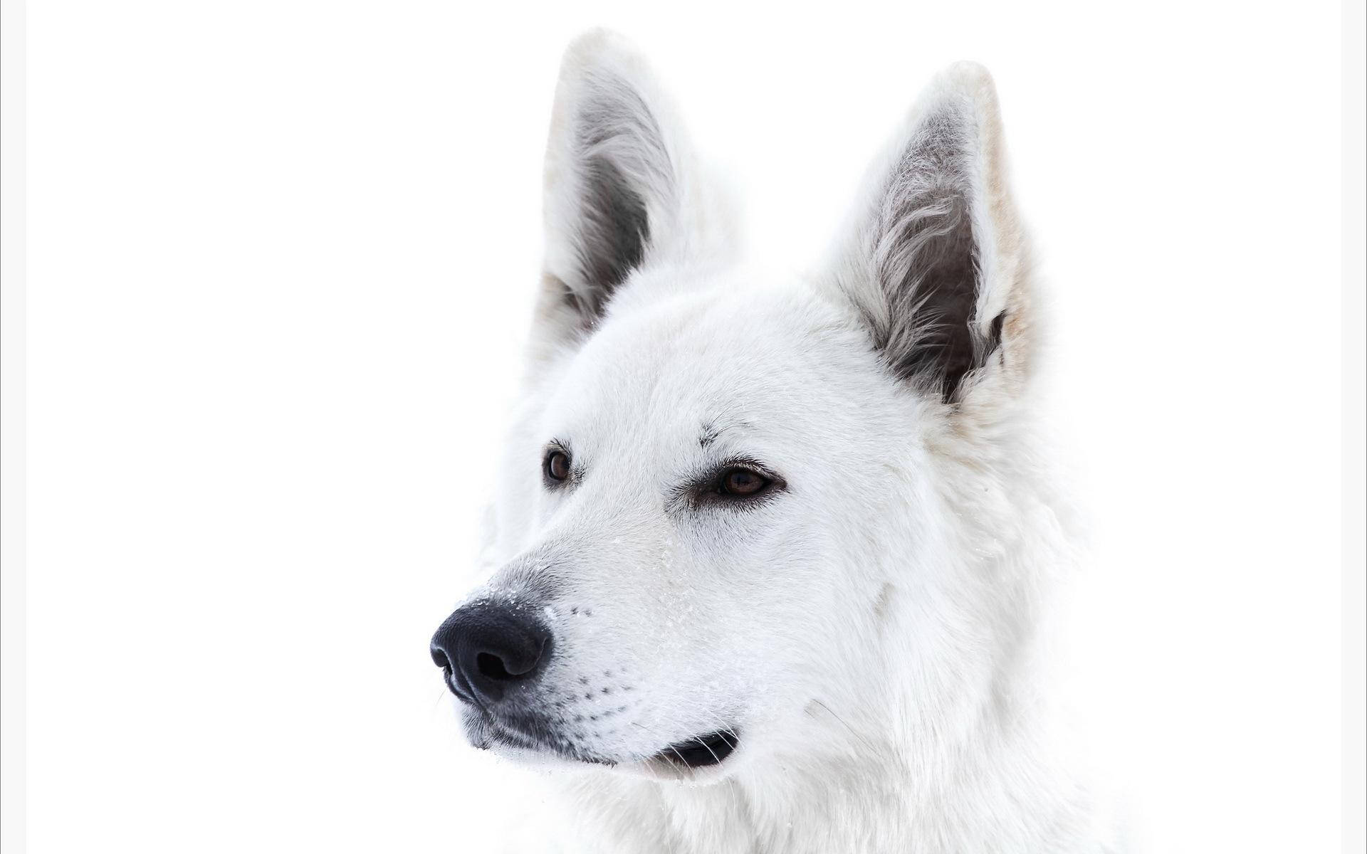 Swiss Shepherd Black And White Dog Wallpaper