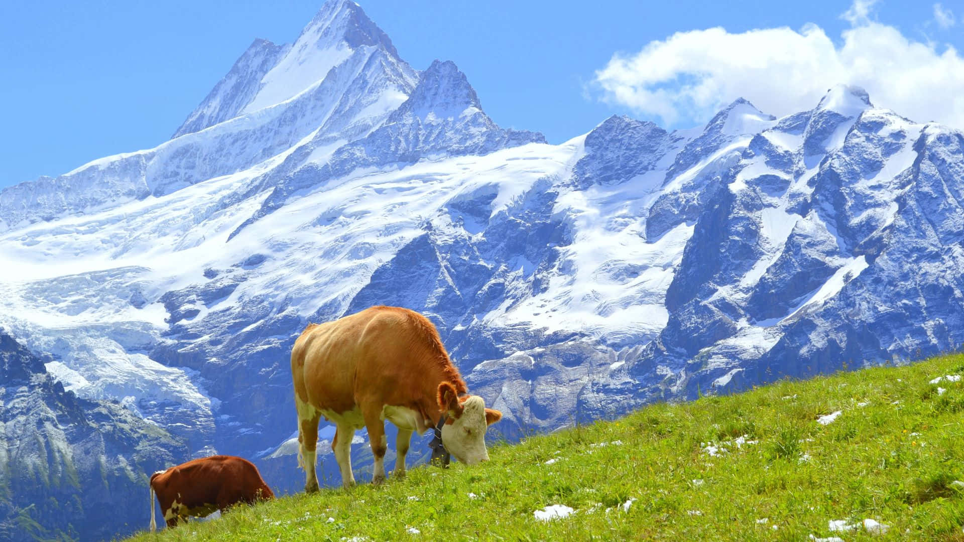 Idyllic Swiss Alps Scenery