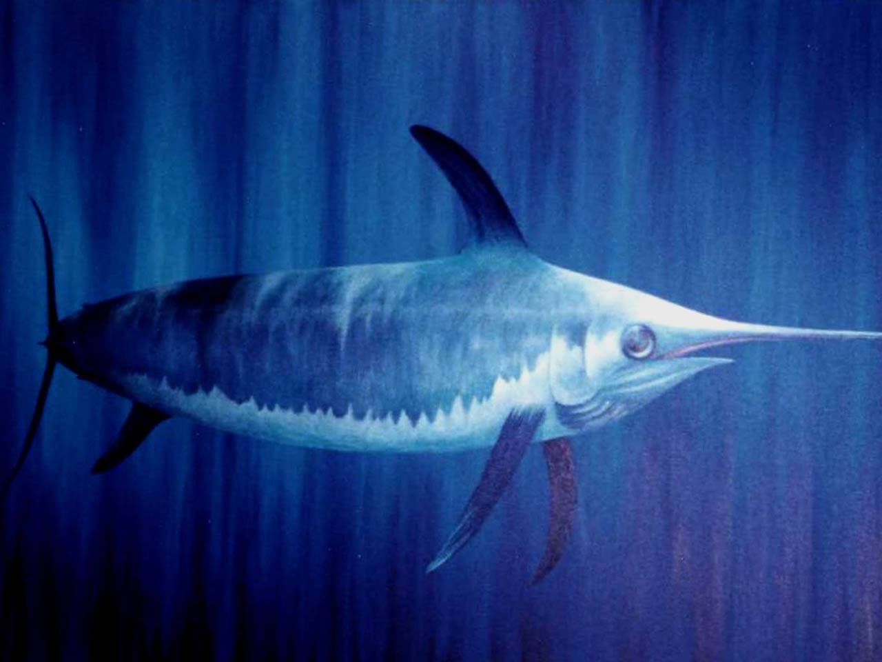 Swordfish Artwork In Glossy Canvas Wallpaper