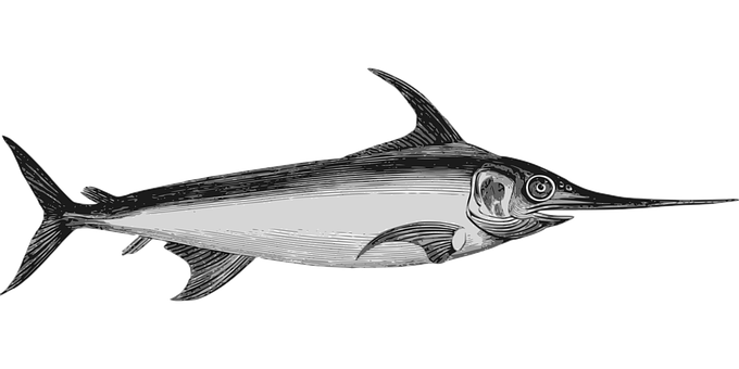 Swordfish Illustration Black Background PNG