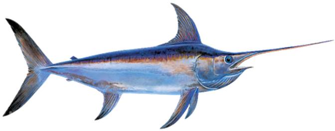 Swordfish Illustration PNG