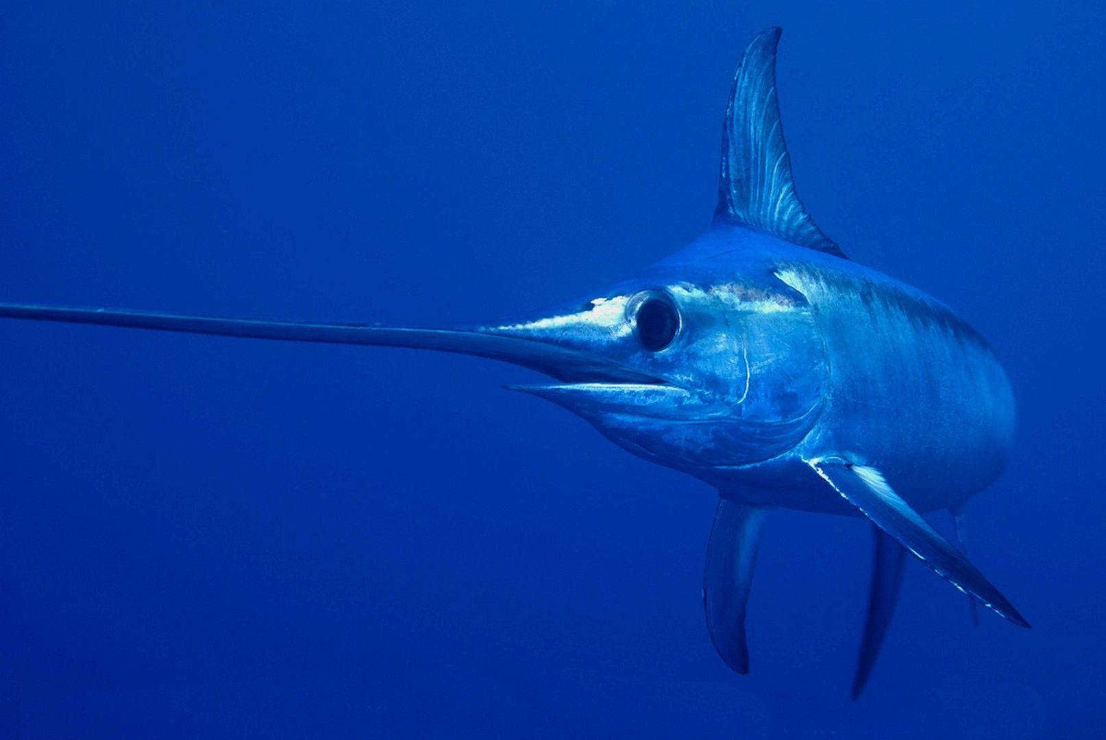 Sværdfisk havfotografering på en lys blå baggrund Wallpaper