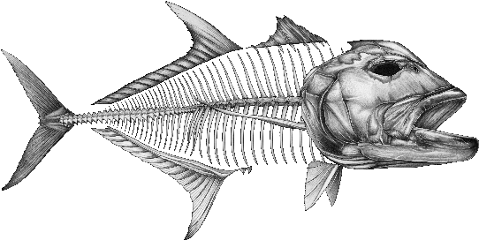Swordfish Skeleton Illustration PNG