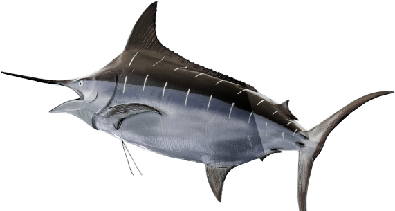 Swordfish Swimming Profile PNG