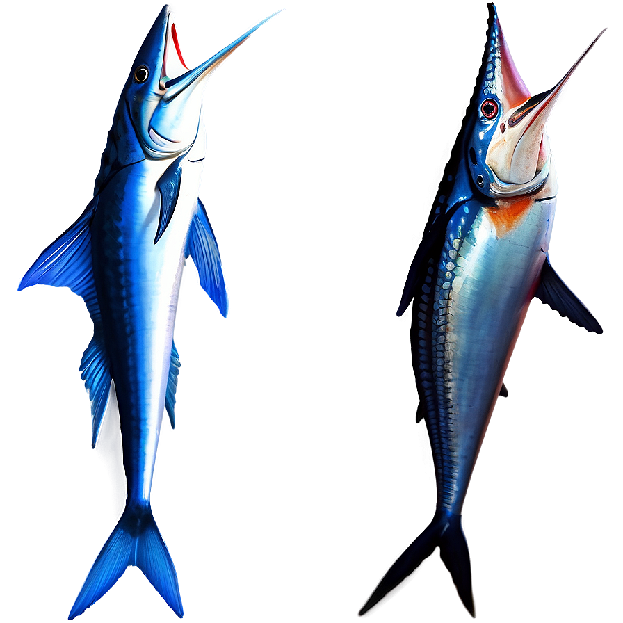 Swordfish Vs Marlin Png 06242024 PNG