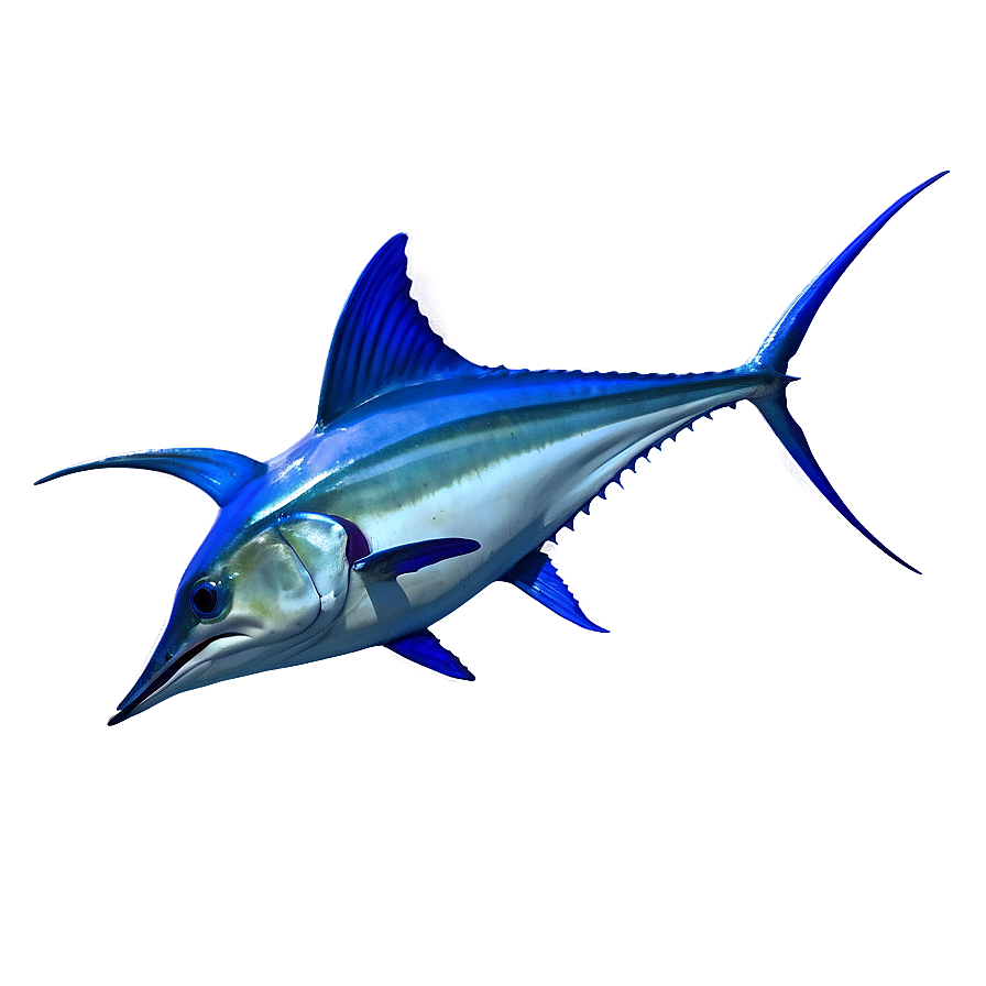 Swordfish Vs Marlin Png 28 PNG