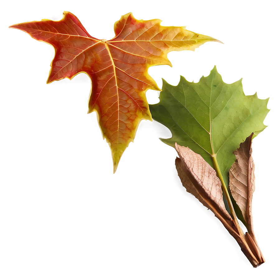 Sycamore Leaves Autumn Png 87 PNG