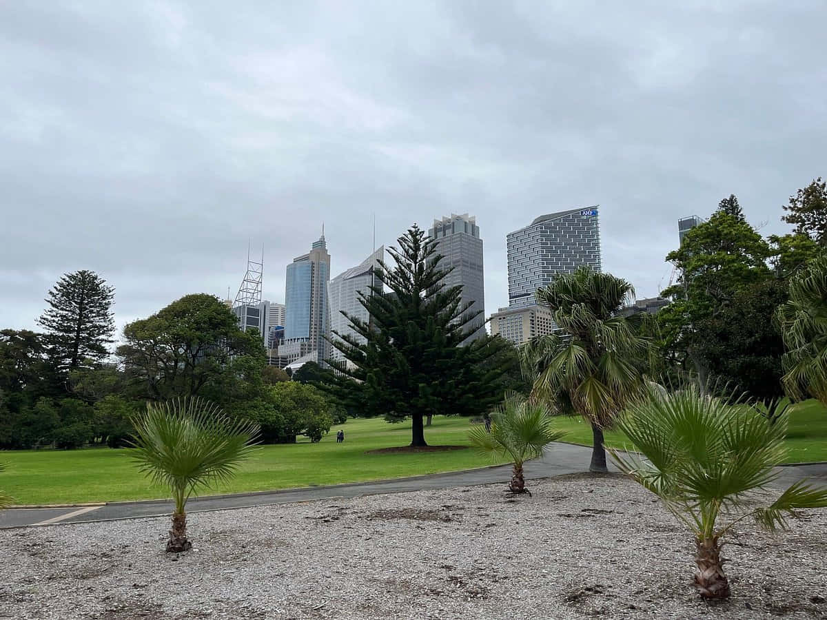Sydney Garden Cityscape View Wallpaper