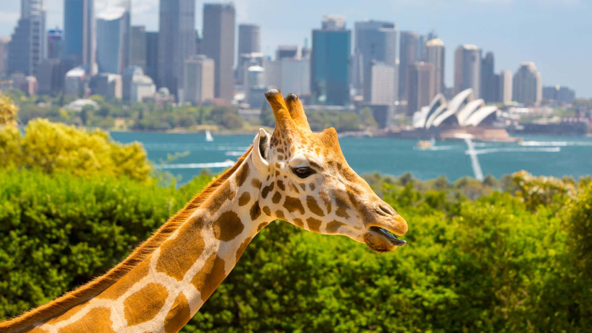 Sydney Giraffe With City Skyline Wallpaper