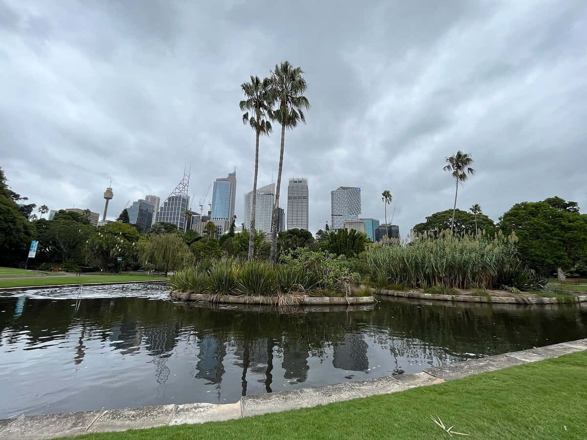 Uitzicht Op De Skyline Van Sydney Vanuit De Royal Botanic Garden Achtergrond