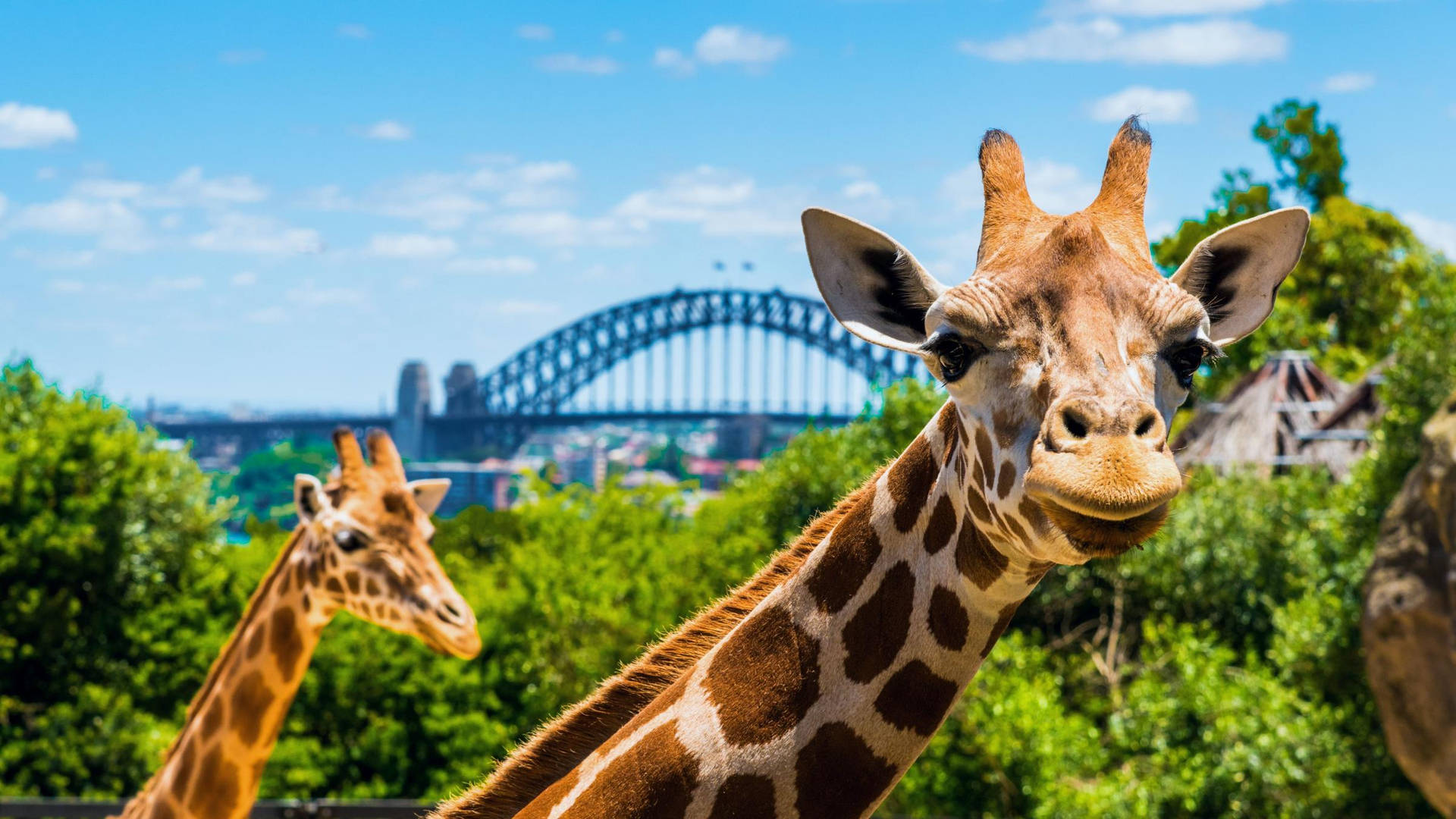 Scenic photo of Sydney's Taronga Zoo Wallpaper