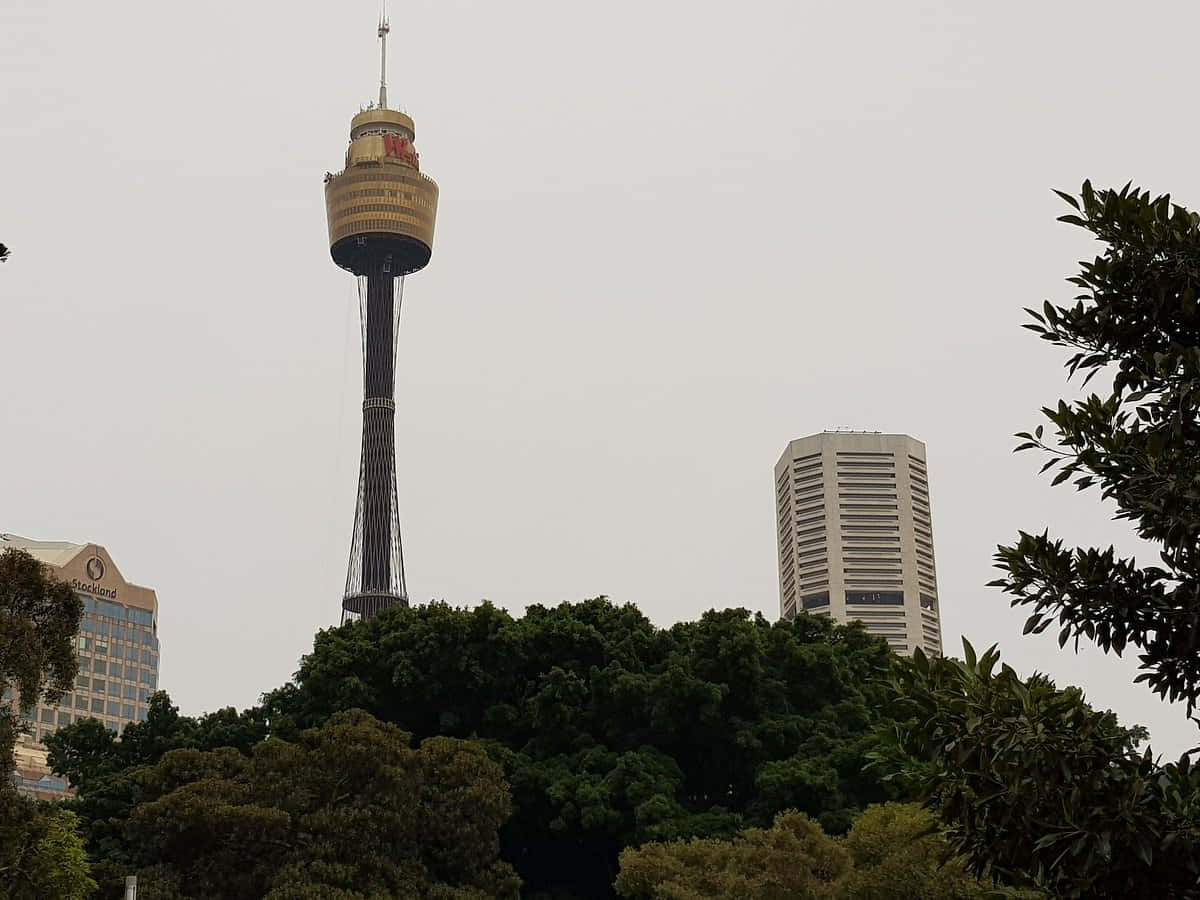 Sydney_ Tower_ Amidst_ Greenery.jpg Wallpaper