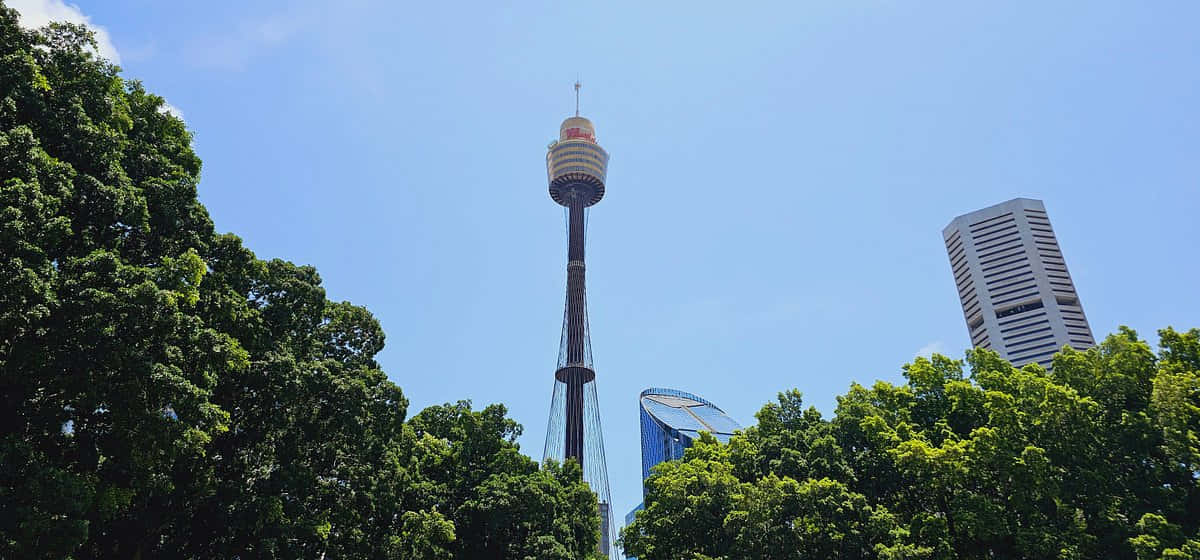 Sydney Tower Eye Above Treetops Wallpaper