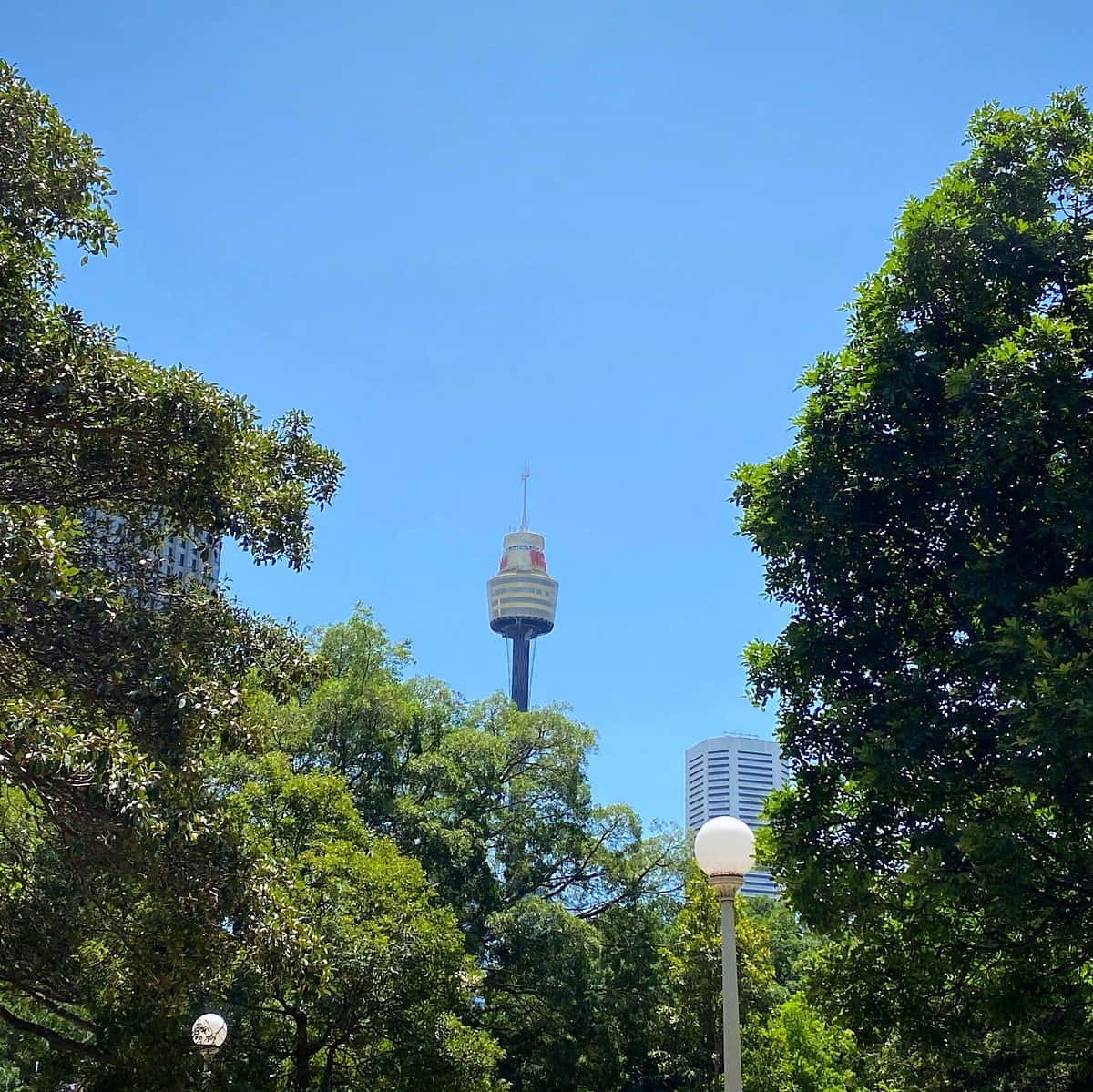 Sydney Tower Eye Peeking Through Trees.jpg Wallpaper