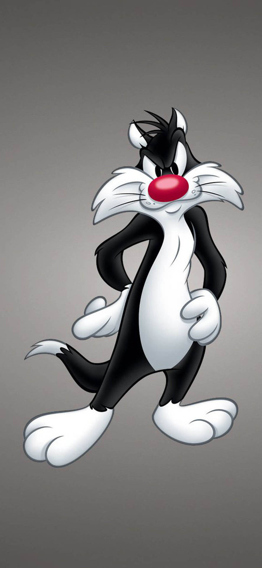 Sylvester The Cat Iphone 11 Background