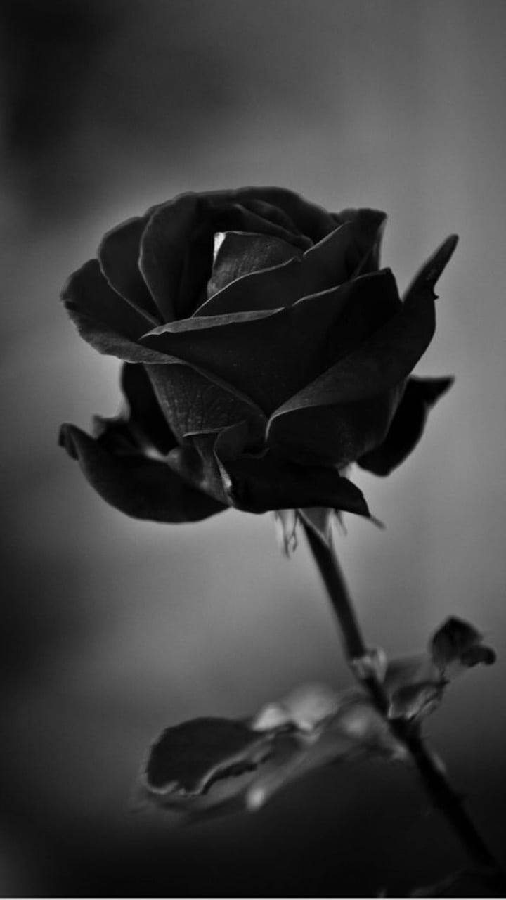 Symbol Of Death Black Rose Iphone Wallpaper