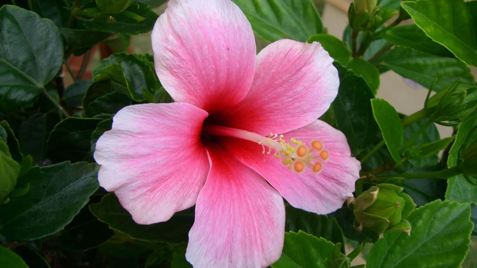Symbolic Pink Native Hawaiian Hibiscus Flower Background