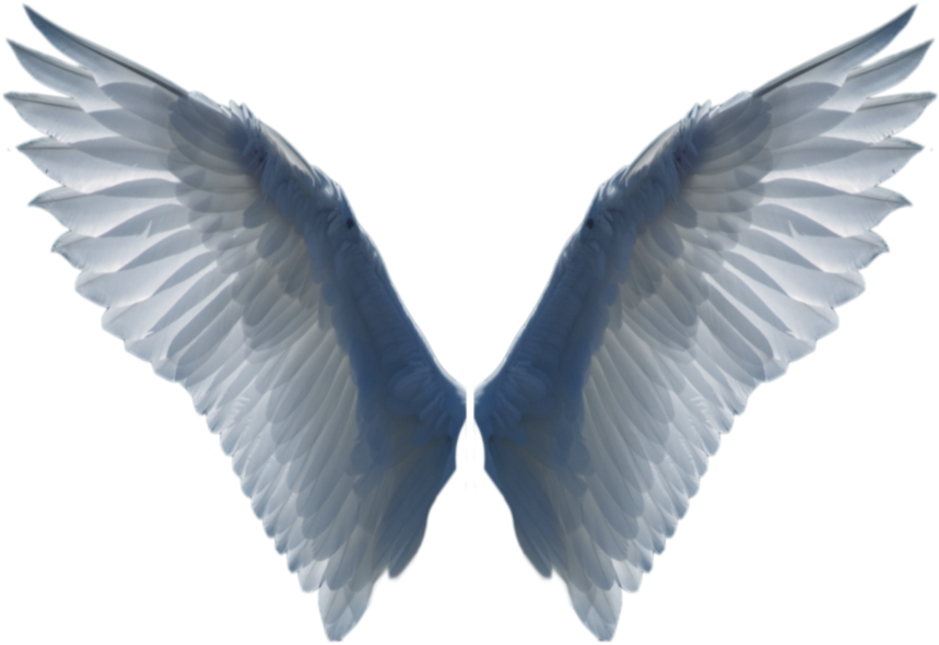 Symmetrical Bird Wings Spread PNG