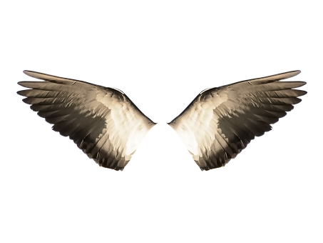 Symmetrical Bird Wingson Black Background PNG