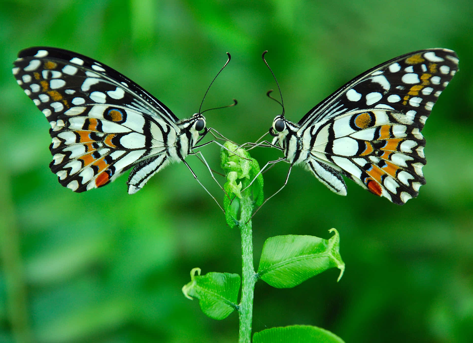 Symmetrical Butterfly Pairon Green Leaf Wallpaper