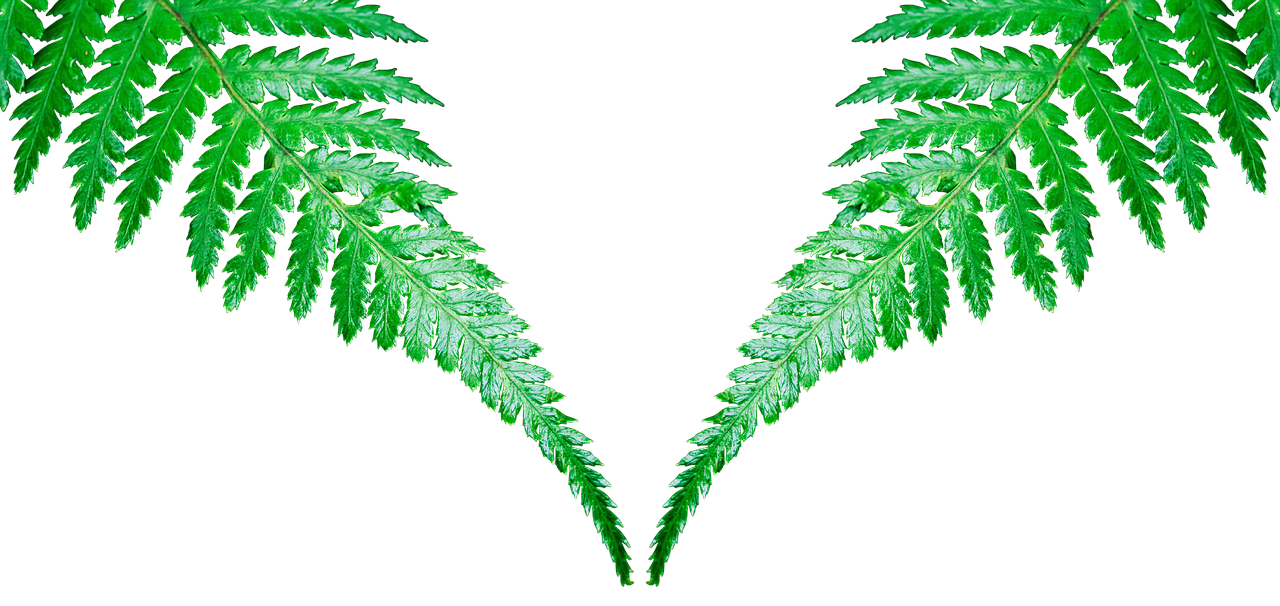 Symmetrical Fern Leaves PNG