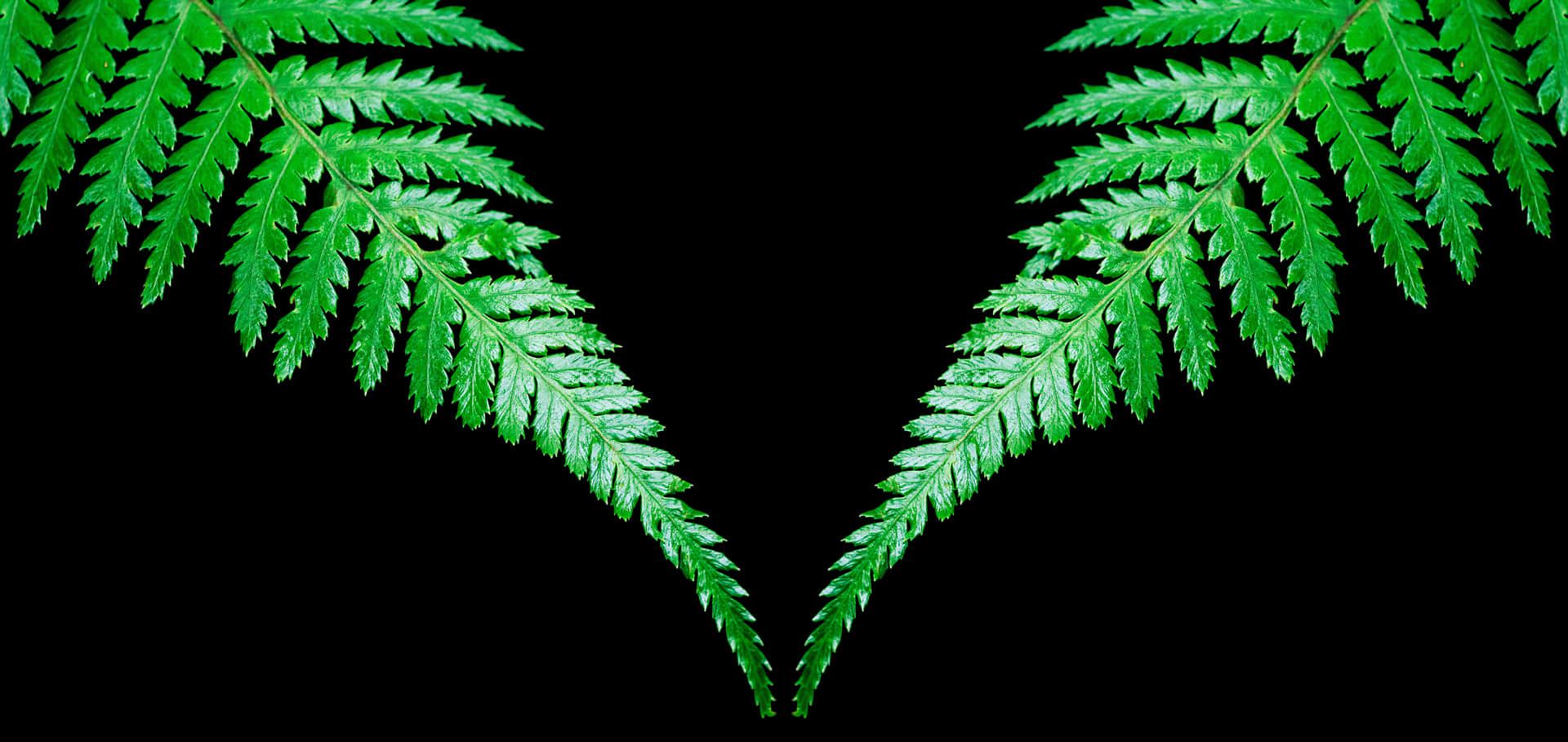 Symmetrical Fern Leaveson Black Background PNG