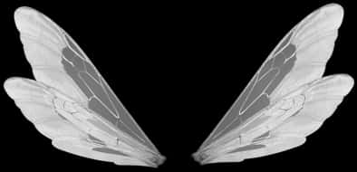 Symmetrical Insect Wings Black Background PNG