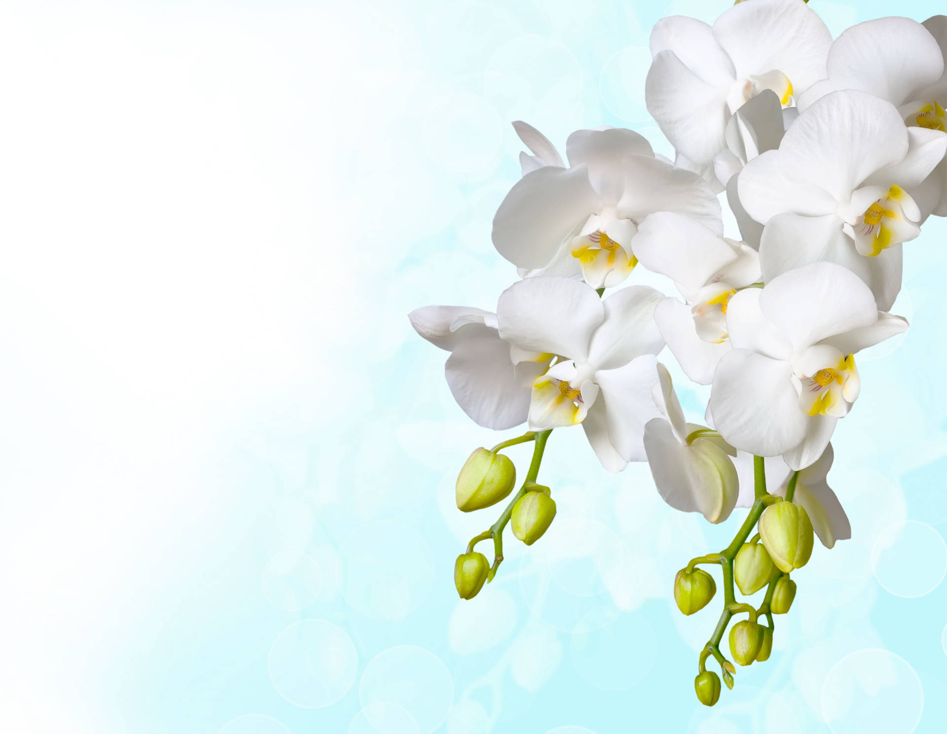 Synthetic White Orchid Wallpaper